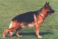 public/dog_images/689/1721516623.Ursus von Batu.jpg